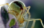 Araignée en contre-jour