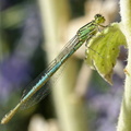 Libellule