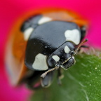 coccinelle