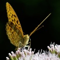 Argynnis