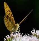Argynnis