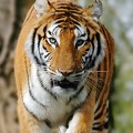 Tigre