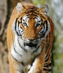 Tigre