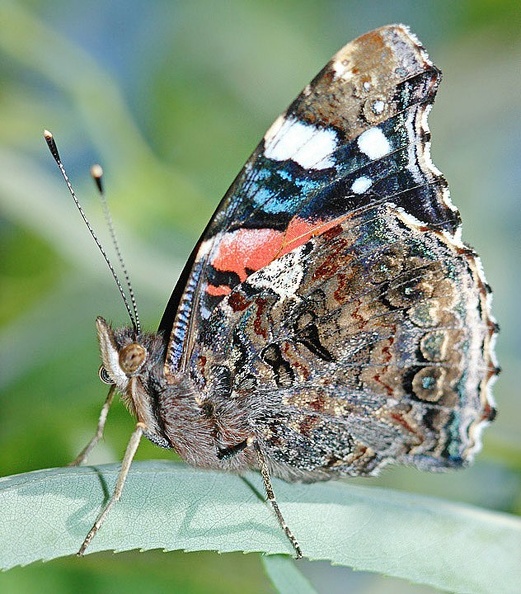 Papillon.jpg