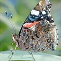 Papillon