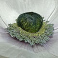 Anemone